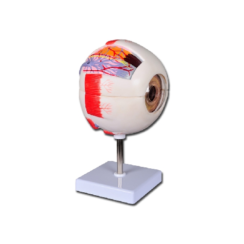 VALUE EYE - 6 DAĻAS - 6X