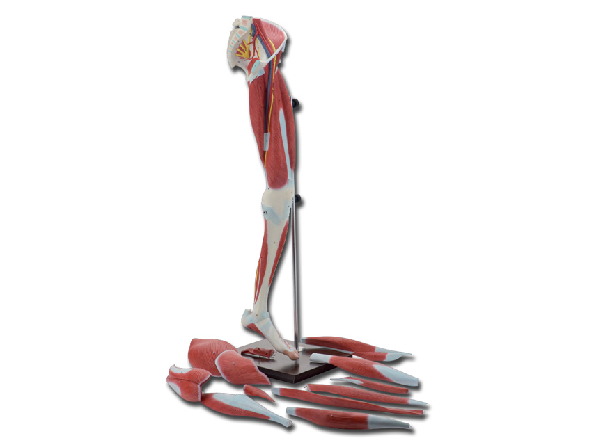 kājas muskuļi - 13 daļas1