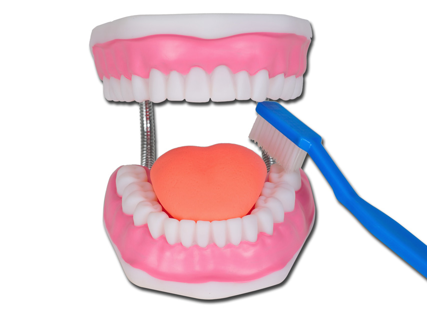 value oral hygiene model - 3x1