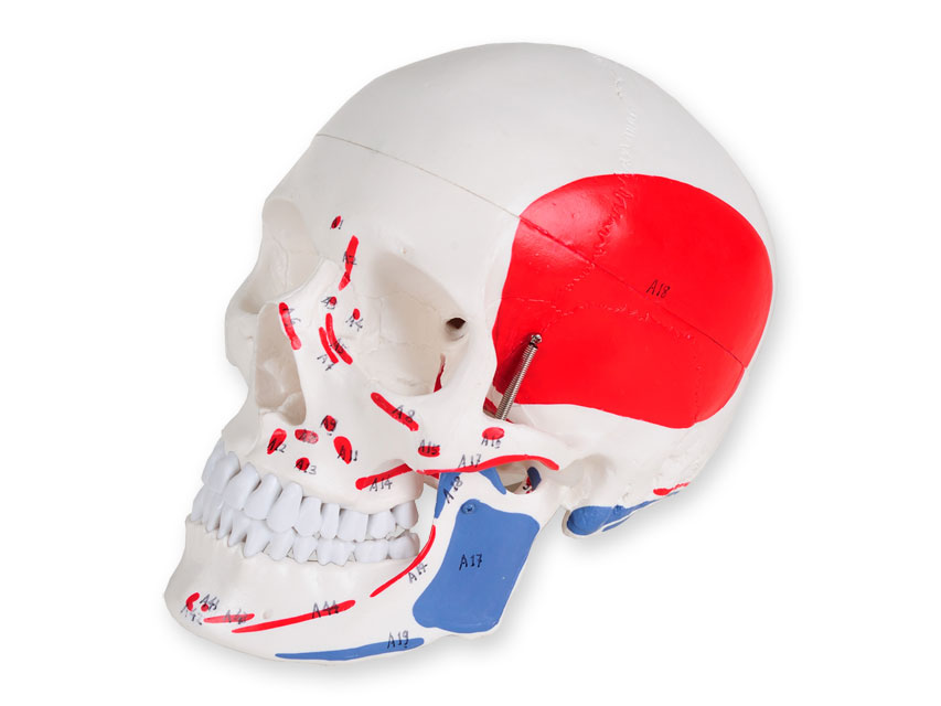 Cilvēka galvaskauss ar visām detaļām